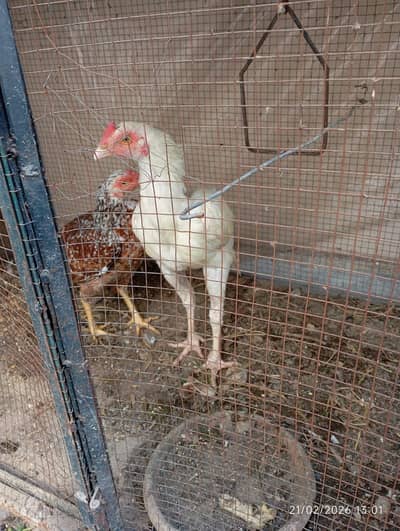 aseel murgha for sale