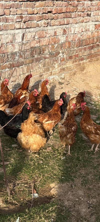 lohman brown hens eggs leying