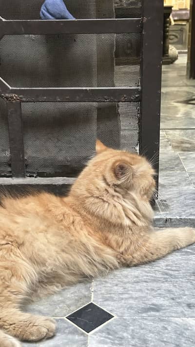 breader pair for sale