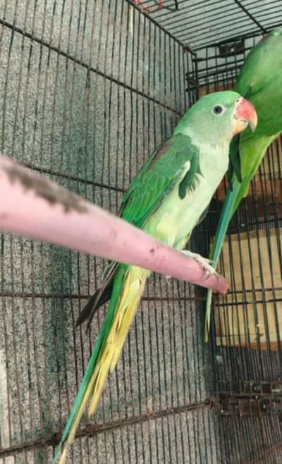 kashmiri raw parrot for sale my WhatsApp number 0342. . . . 2674. . . 914