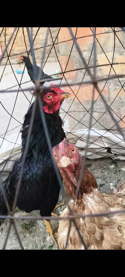 aseel mianwali mushka