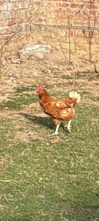 lohman brown hens eggs leying 03066688839