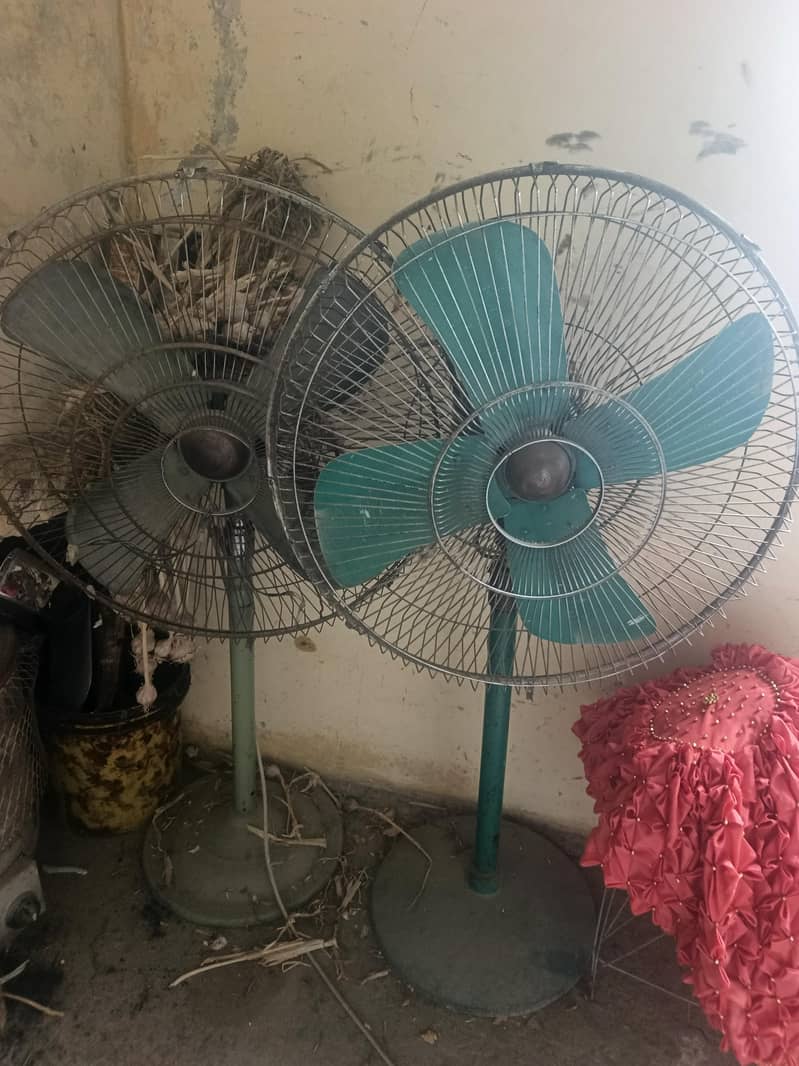 Two Fans 1