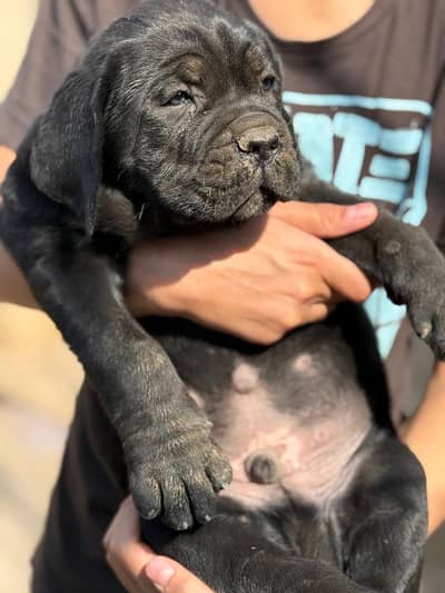 cane corso alabai 03234696626