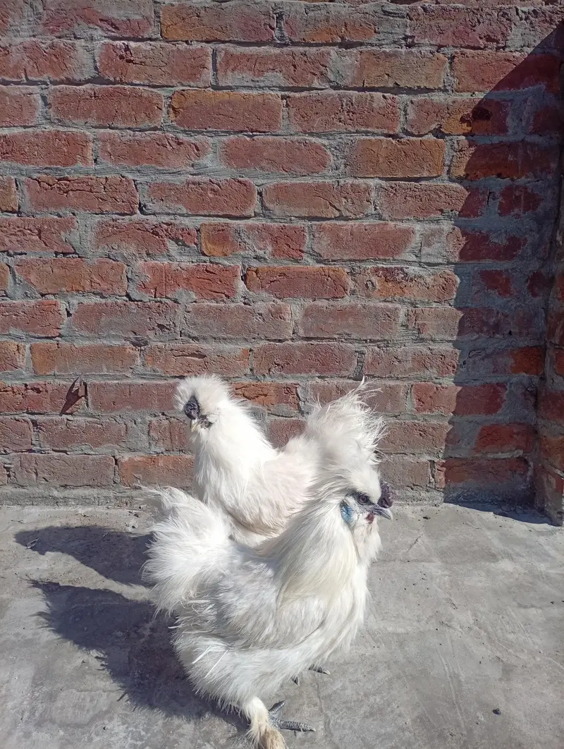 Silkie Chicks Available — photo 3