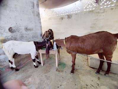 Kamhori And Makki Cheni