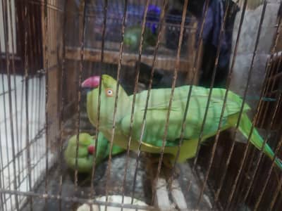 Bhut piyari Female Parrot