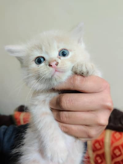 Beautiful Persian kittens for sale