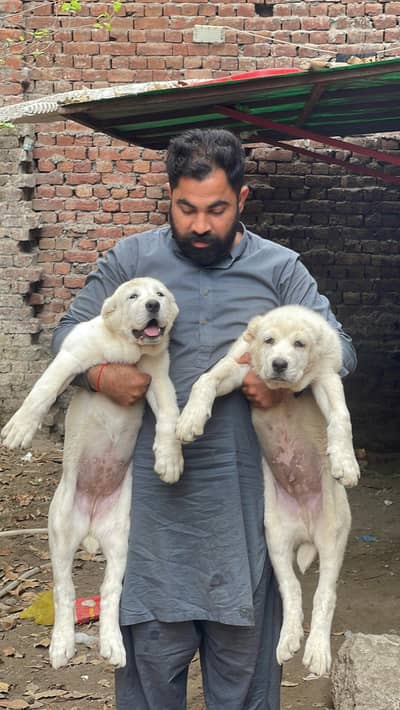 alabai Caucasian Shepherd cane corso 03234696626