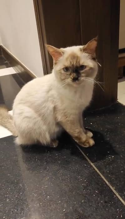 18 months female Siamese cat