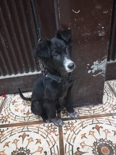 German shepherd puppy