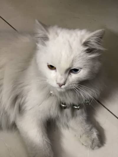 Odd eyes white color