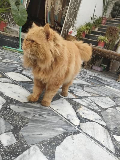 Pure Persian Adult Male