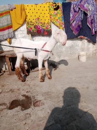 mindra bacha for sale 4*/5 mahiny ka ha kakka billa ha