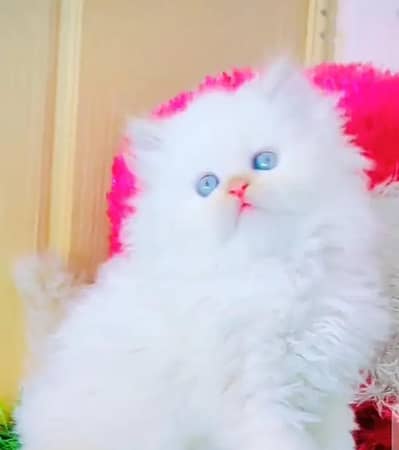 Persian kittens for sale My Whatsapp 0334*4278*291