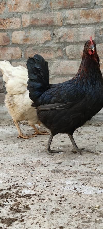 Eggs wali murgiya whatshapp and call 03067552191