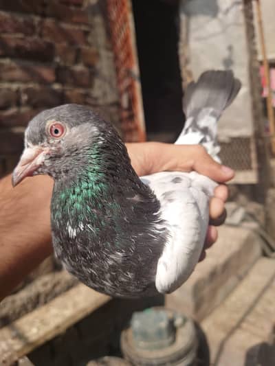 breeder kabutor for sale