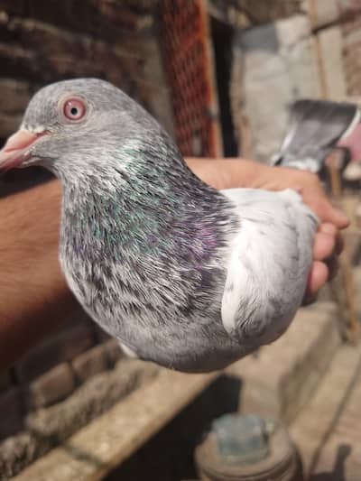 breeder kabutor for sale