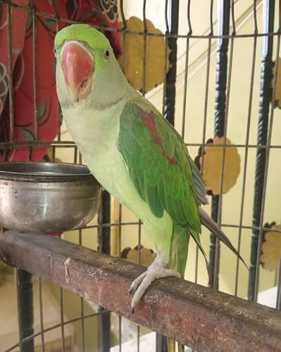 Kashmiri raw parrot voice train connect  WhatsApp 0329===6901=== 880