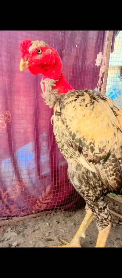 Barmi Carassi Wait naam