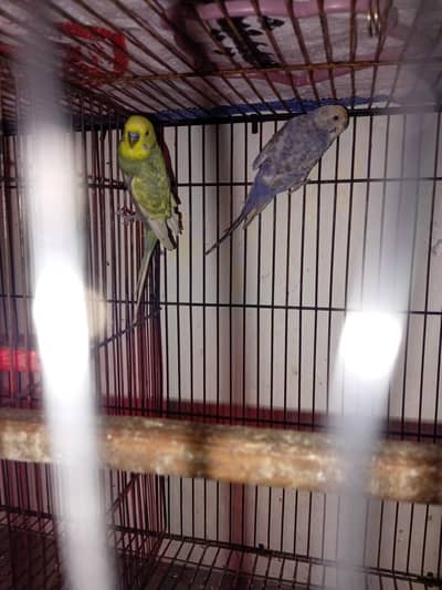 Australian breader pair