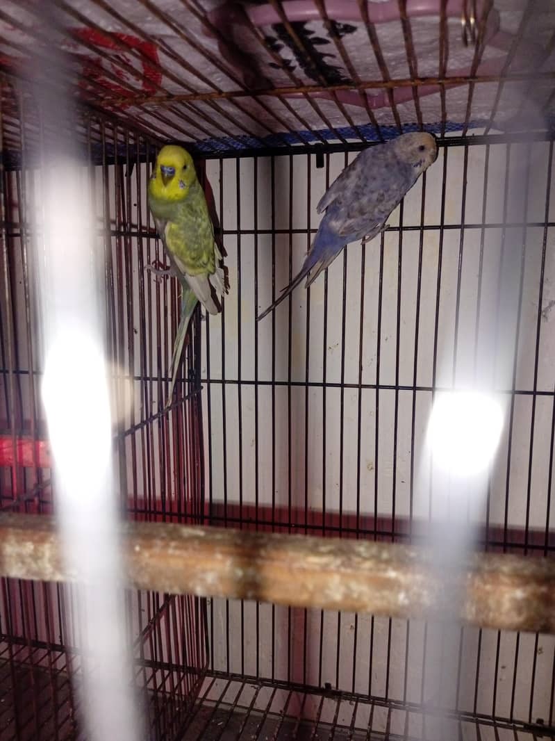 Australian breader pair 0