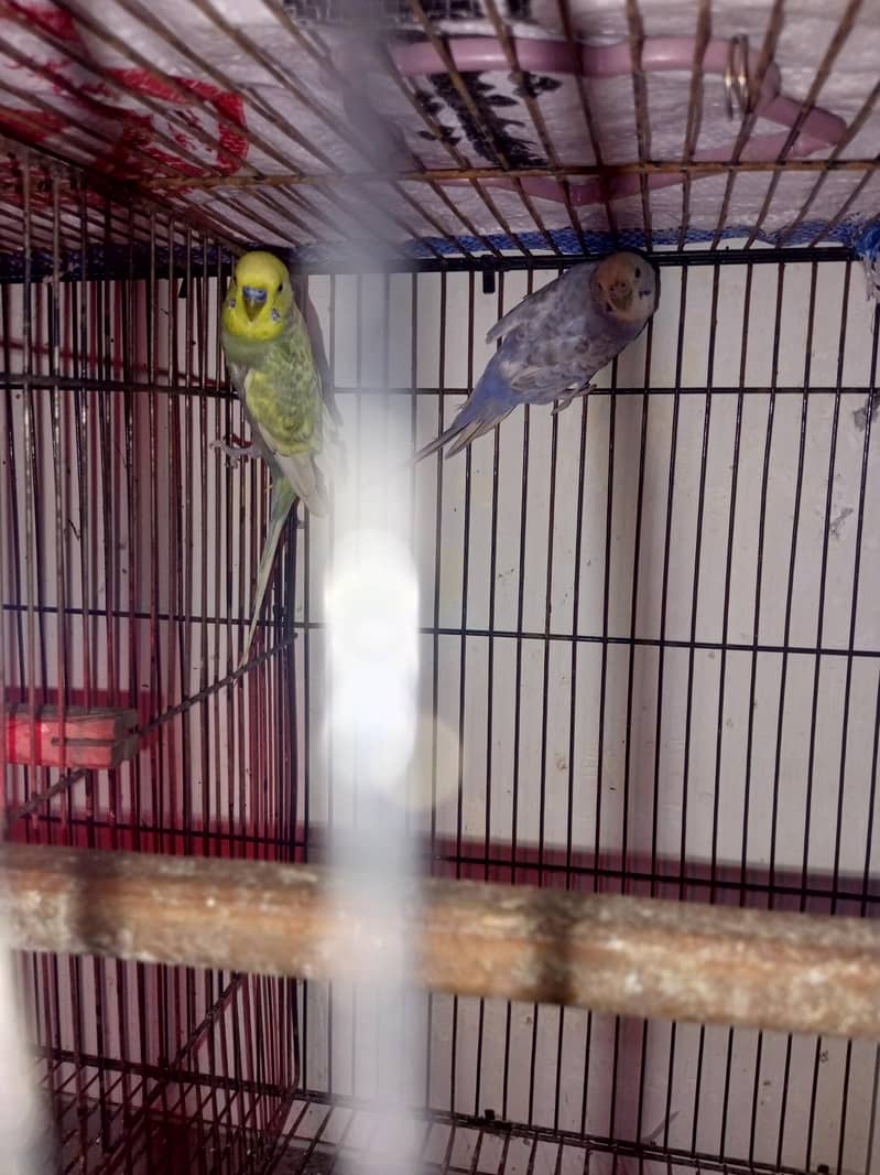 Australian breader pair 1