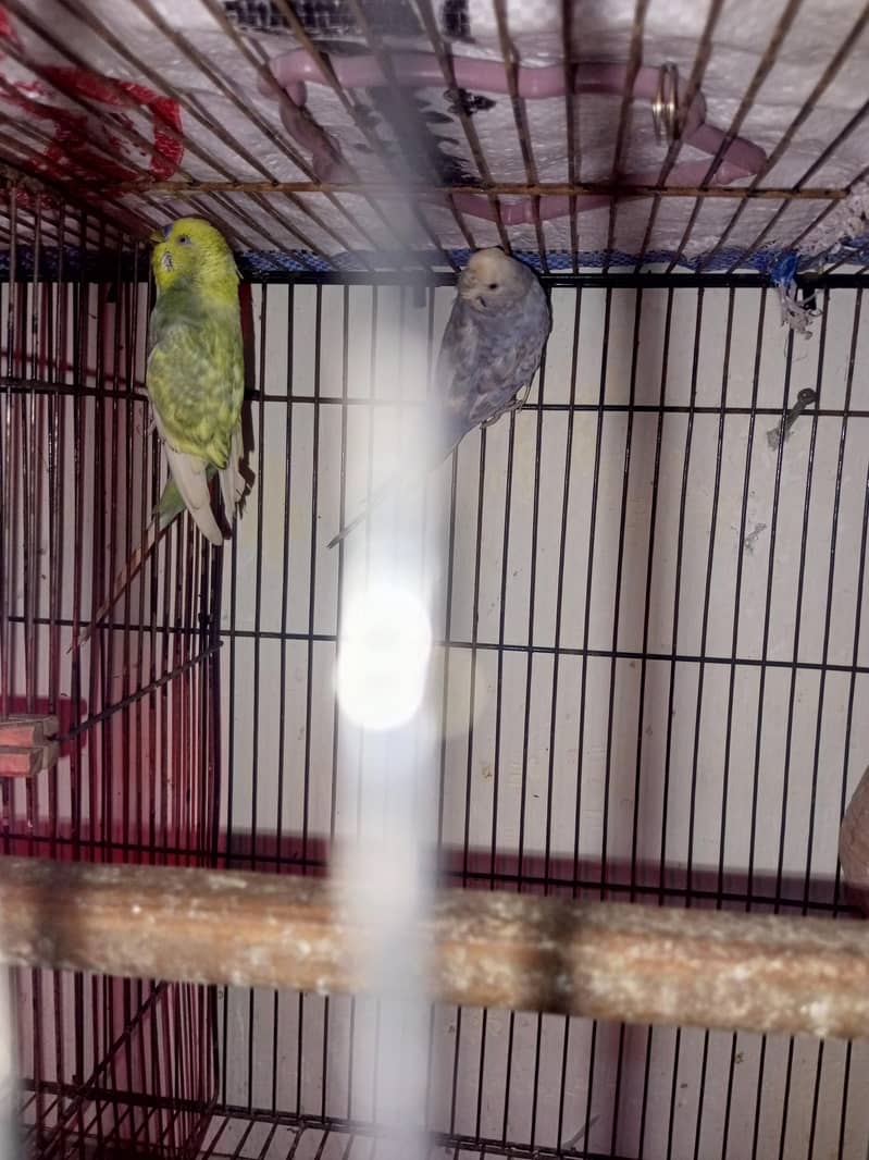 Australian breader pair 2