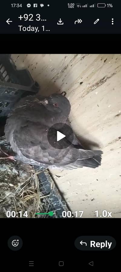 Danish for sale in Islamabad