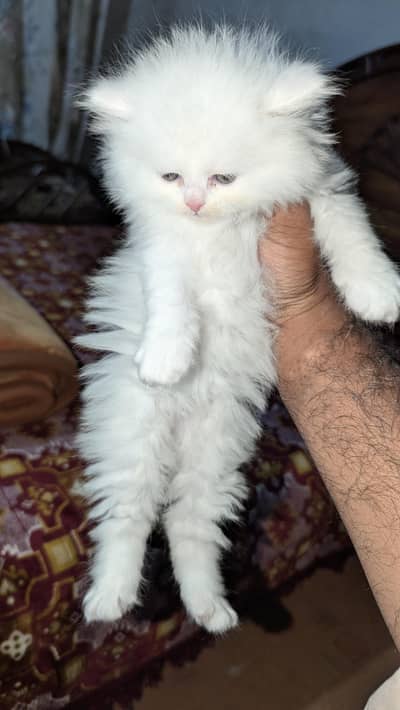 Persian kittens white triple coated