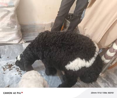 sheep kids urgent for sale