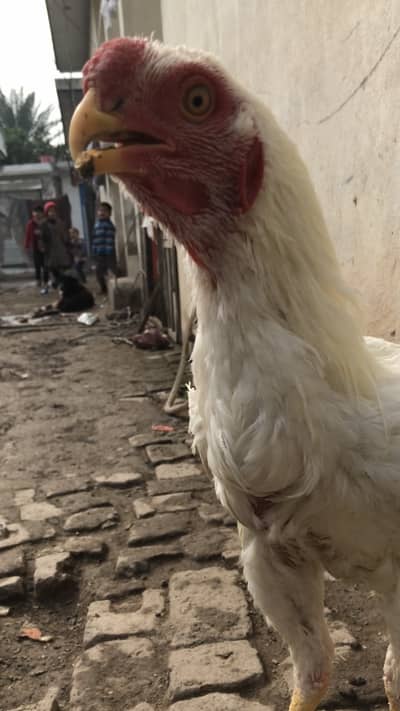 White parrot beak male available