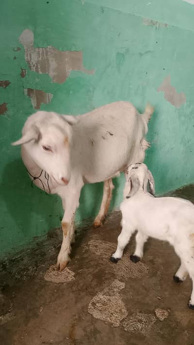 tadi bakri vip or turki bakri duno ki sat mela bacha he 1manth ka