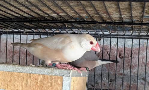 Pastel Fawn Female Around 5 months