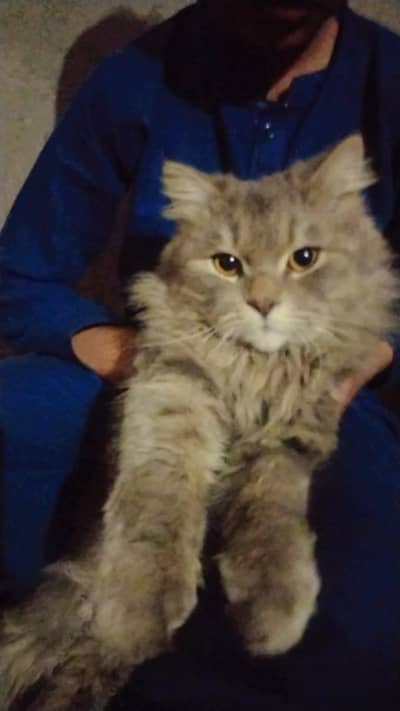 Maine Coon or Persian mix male .
