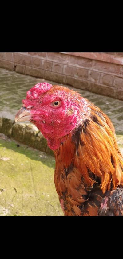 jis Bhai ko chaiay wo rabta karay