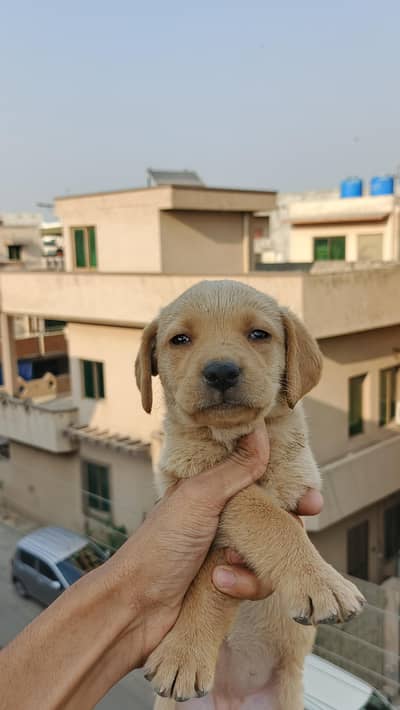 Labrador puppy