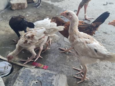 Mianwali Aseem checks