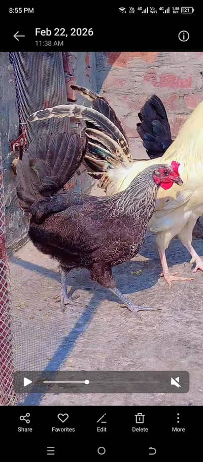 Desi murgiya or murgha