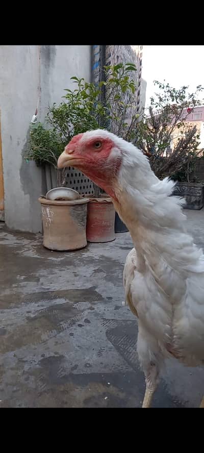 White Oh Shamo Females Abu Ali Denmark Blood Line.