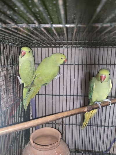 Green Ringneck adult females for sale