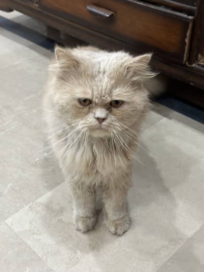 Male persian cate urgent for Sale 03328224286