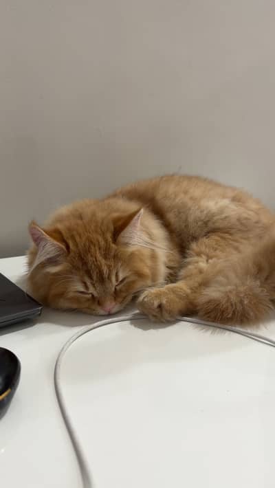 Semi Punch Face Male pair