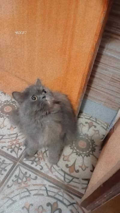 female cat triple coated