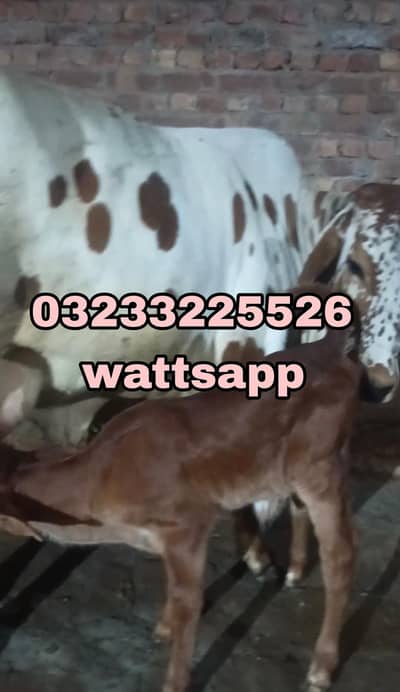 Cow with barhaman kid