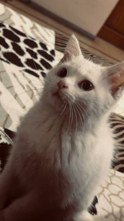 White persian cat baby 2 months