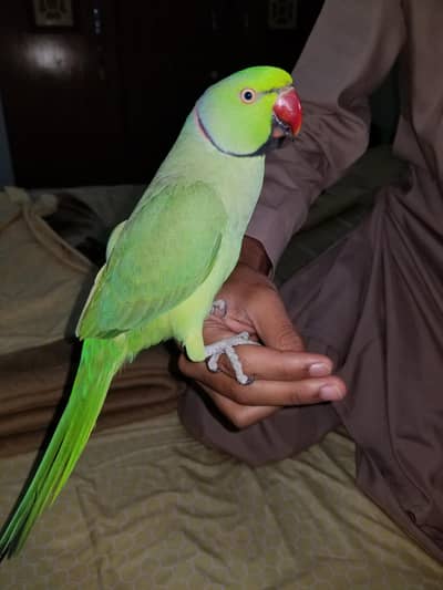 Green Ringneck Parrot