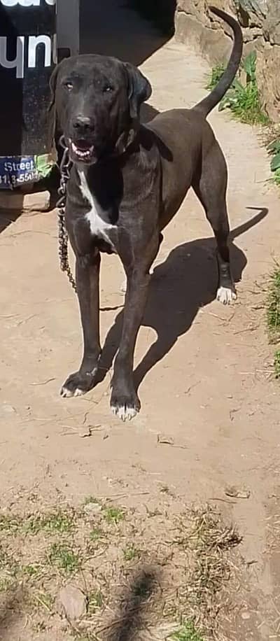 Bulli dog  hight 29 × vvri butifull