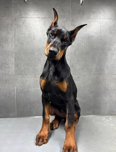 imported American Doberman dog for sale