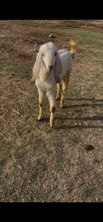 qurbani waly young and healthy bakry